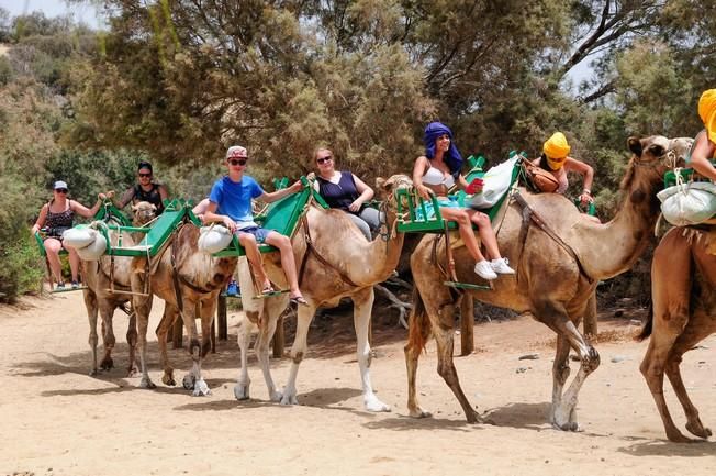 Reportaje excursiones con camellos en las Dunas ...