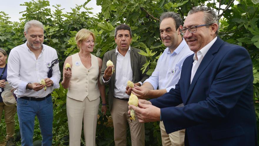 La campaña de la breva de Albatera: dos millones de kilos y un precio que sí compensa al agricultor
