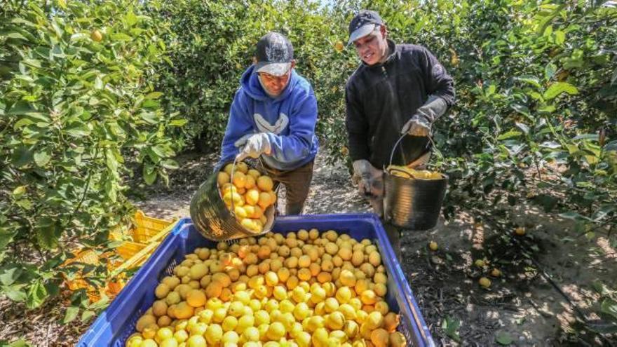 Hacienda rectifica y reduce el IRPF al limón de la Vega tras las pérdidas por la sequía
