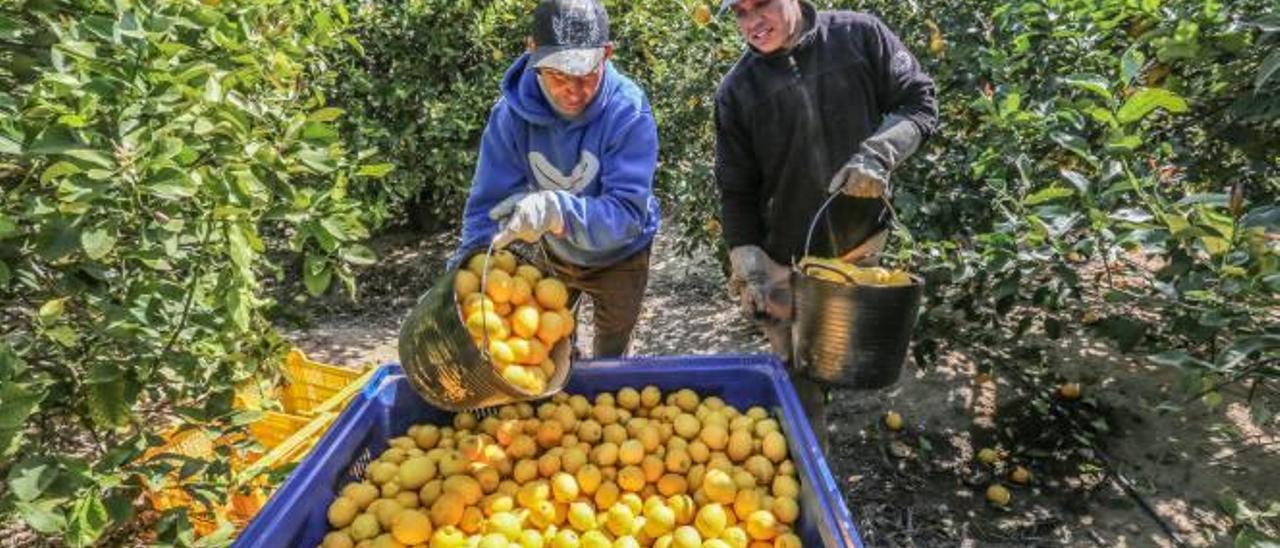 Imagen de dos personas trabajando en la recolecta de limones en una finca de Los Montesinos.