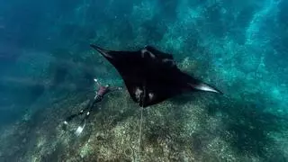 Reabierta por segunda vez la playa de Bellamar de Premià tras el avistamiento de mantas rayas