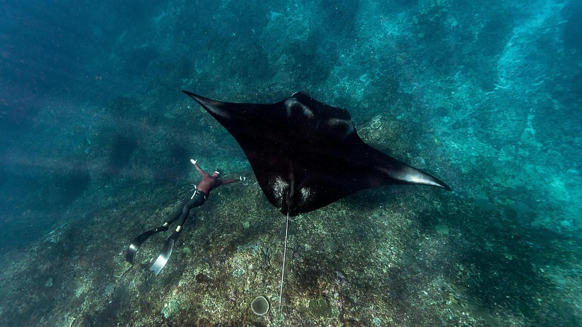 Las mantas rayas son una de las amenzas de las pesquerías de atún