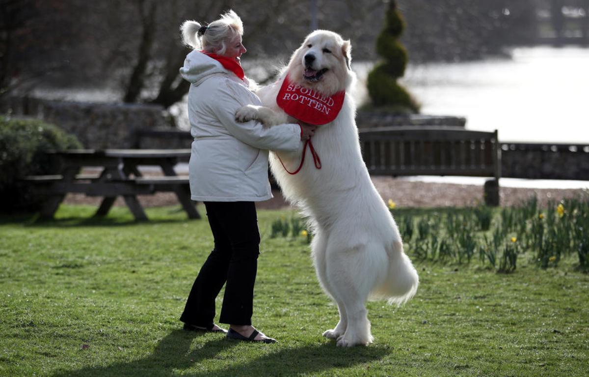Crufts 2019: L'exhibició de gossos més gran del món