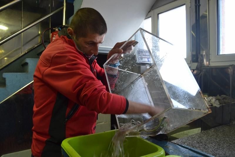 Primera venta de angula de la temporada en la rula de Ribadesella