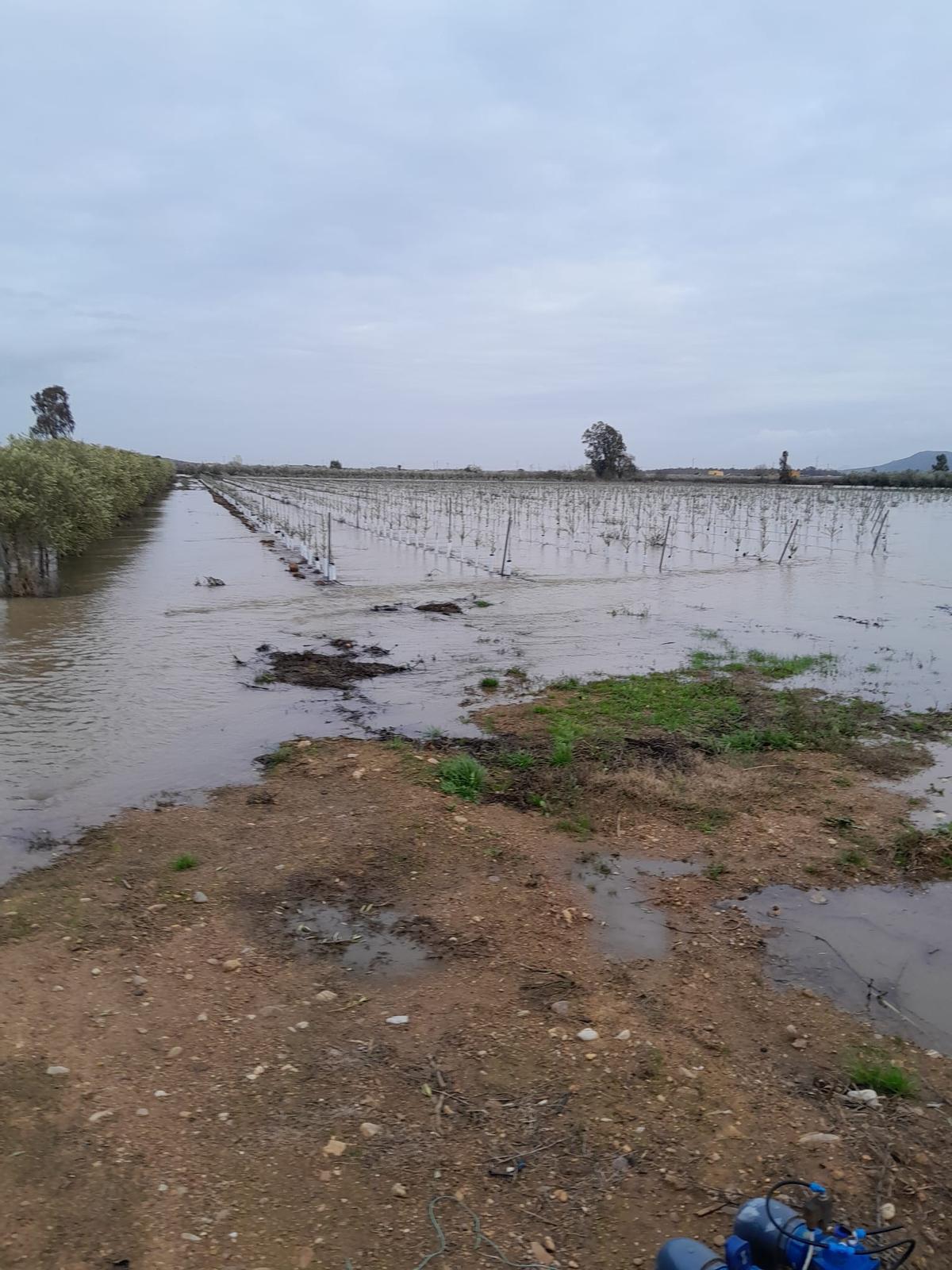 Fotogalería | Cultivos anegados en fincas de Mérida por la sucesión de borrascas