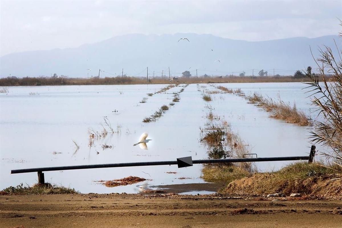 Cultivos de arroz inundados del Delta del Ebro (Tarragona), una zona afectada por la salinización.