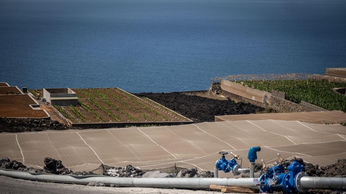 Imagen de unas plantaciones del litoral de Los Llanos de Aridane afectadas por las coladas del volcán Tajogaite.
