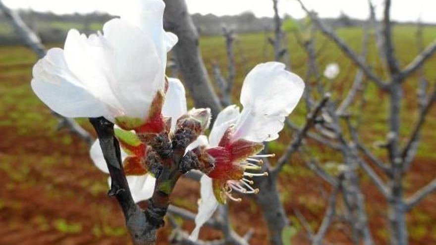 Entdeckt am 29. Dezember: Mandelblüte bei Felanitx.