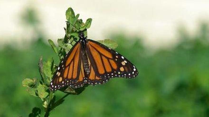 Ejemplar de mariposa monaca (Danaus plexippus) en es Broll de Buscastell.