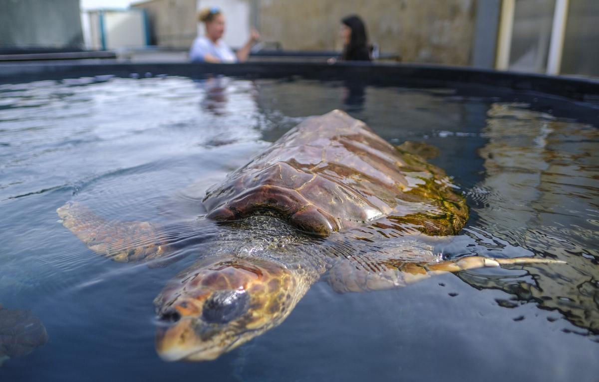 Reportaje centro de recuperación fauna marina de Taliarte, en Telde Reportaje centro de recuperación fauna marina de Taliarte, en Telde