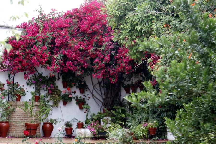 Los patios de Córdoba, San Lorenzo 2