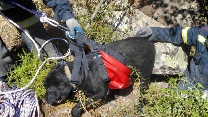 Rescatan a un perro que cayó por un barranco en Eslida