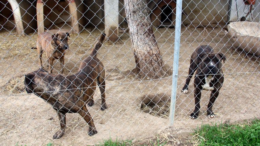 Un informe recomana el «decomís immediat» dels gats de la gossera i Figueres alerta que prendrà mesures