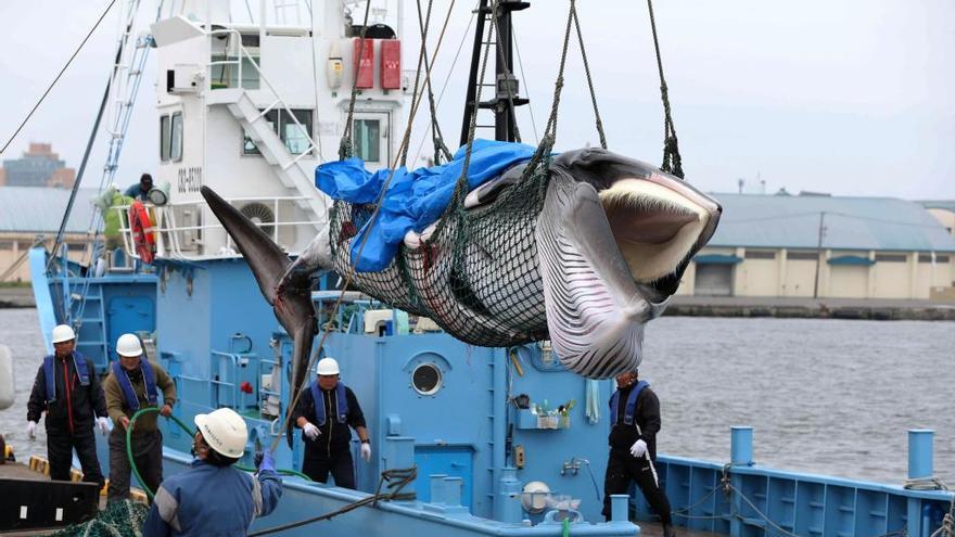 Japón volvió a autorizar la pesca de ballenas en julio.