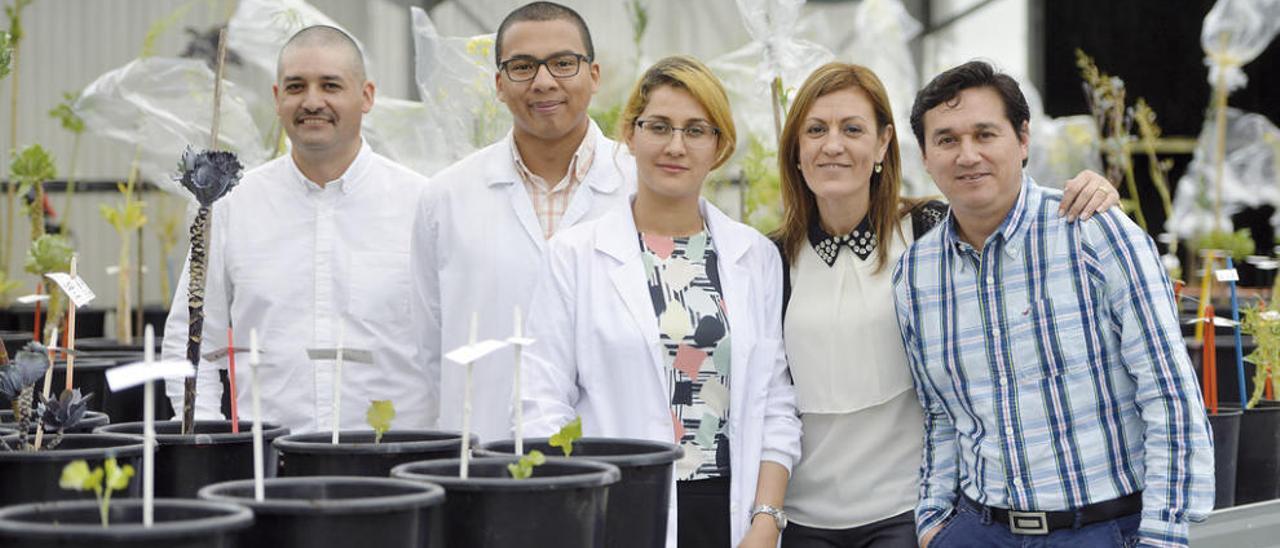 De izquierda a derecha, José Cruz Jiménez, Luis Godoy, Pari Brokanloui, Elena Cartea (directora de la Misión Biológica de Galicia) y Marlon Caicedo, en uno de los invernaderos del centro pontevedrés.