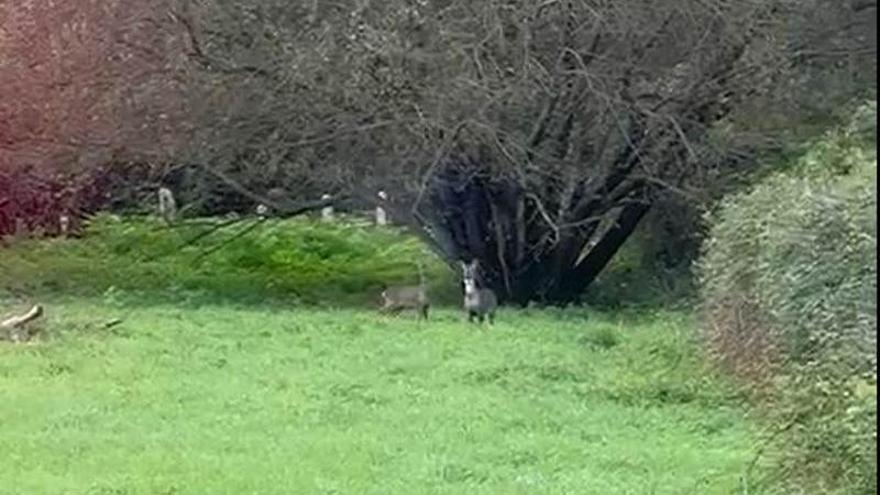 Vecinos de O Hío capturan imágenes de dos corzos corriendo por A Lagoa de Vilariño