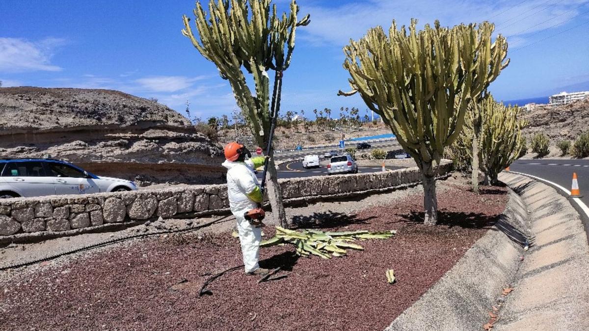 Un operario trabaja en la limpieza de especies vegetales en los márgenes de la autopista del sur, la TF-1.