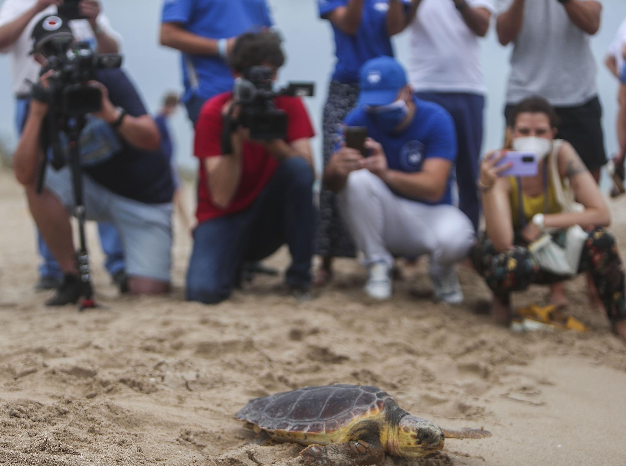 Liberación de tortugas marinas en el Parador de El Saler