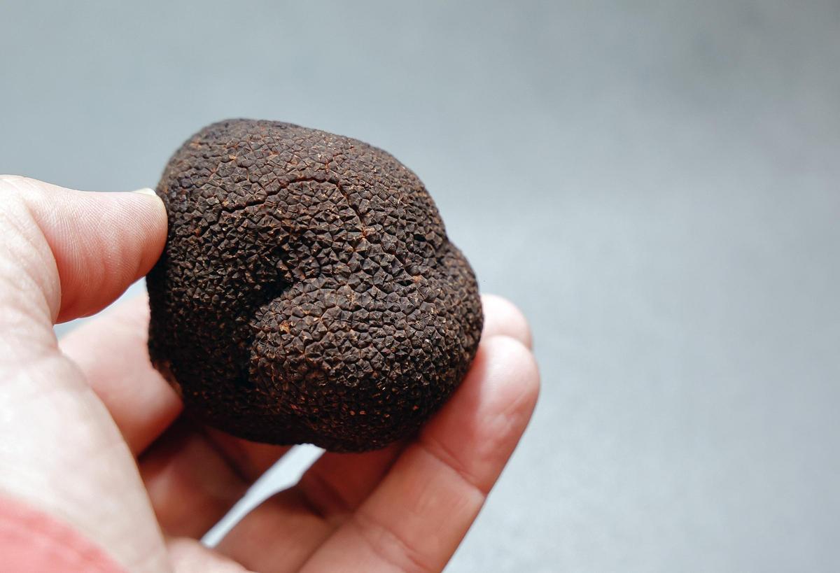 Una trufa, en una imagen de archivo.