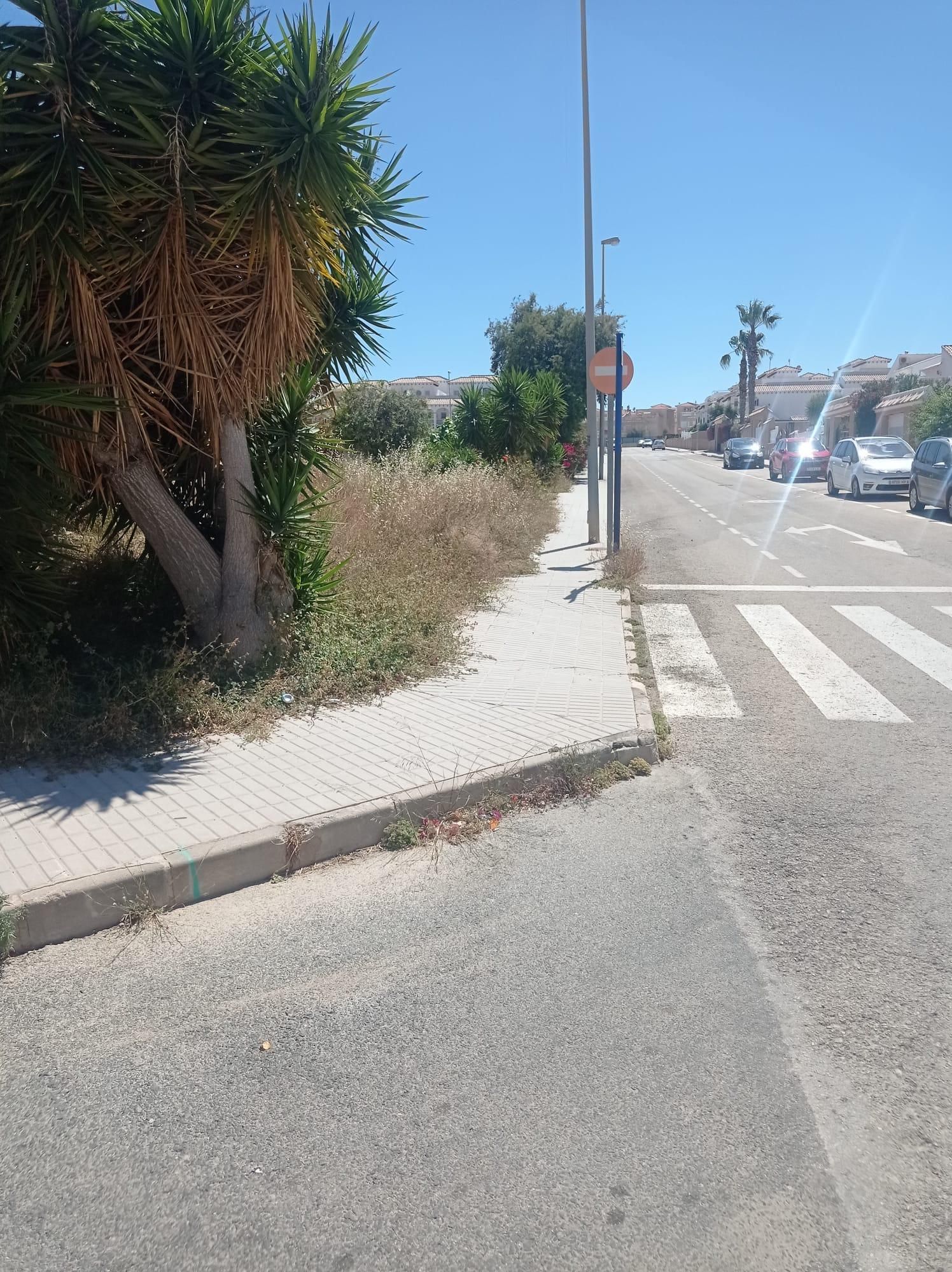 Una jungla sobre el asfalto de Orihuela Costa
