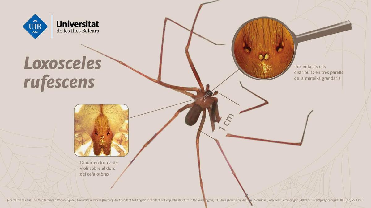 La araña Loxosceles rufescens, también conocida como la araña Violinista
