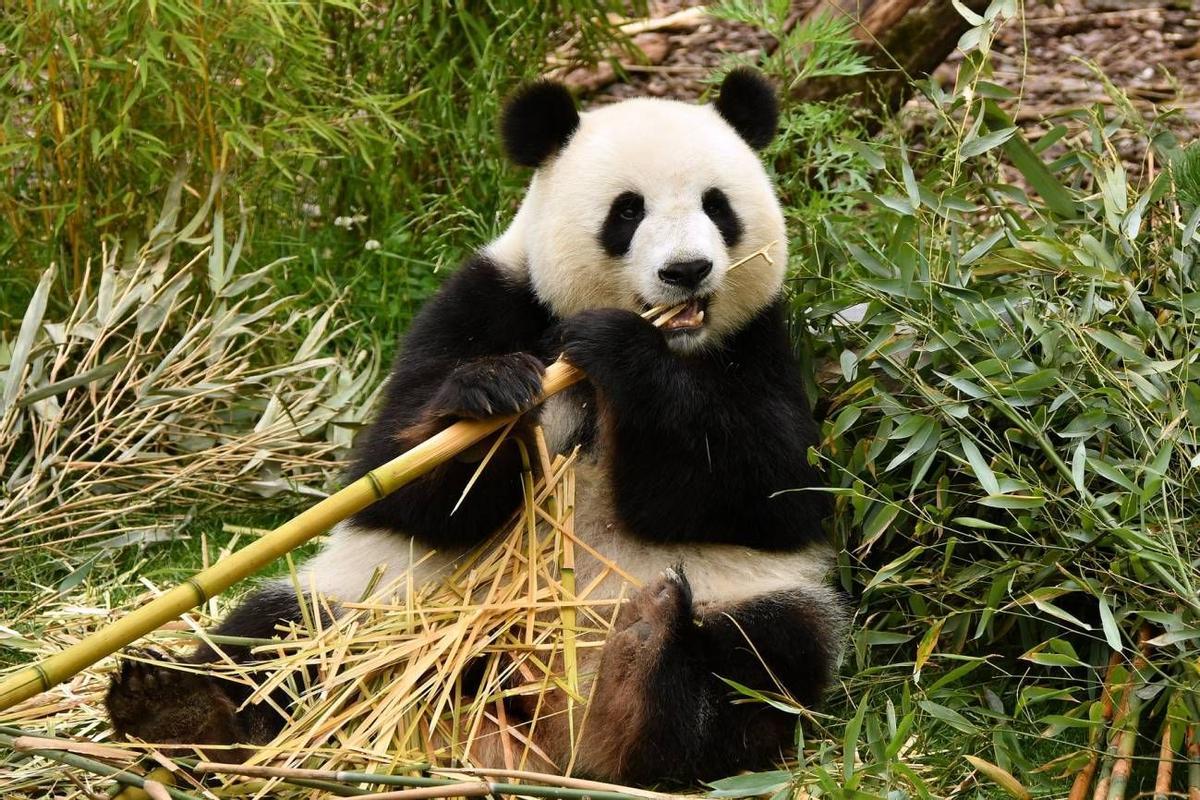 Oso panda