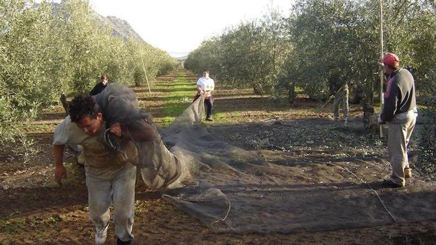 Varios agricultores recogen la aceituna de un campo de olivos.