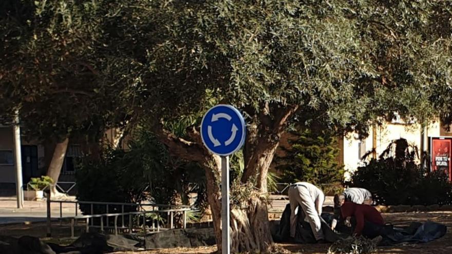 El Ayuntamiento de Cartagena pone coto a la recogida furtiva de oliva en zonas públicas