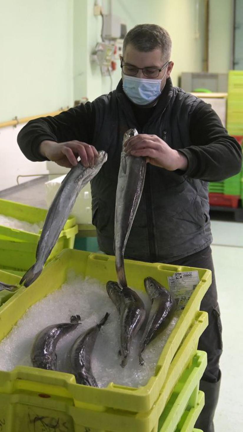 Un operario de la Lonja, manipulando pescado.