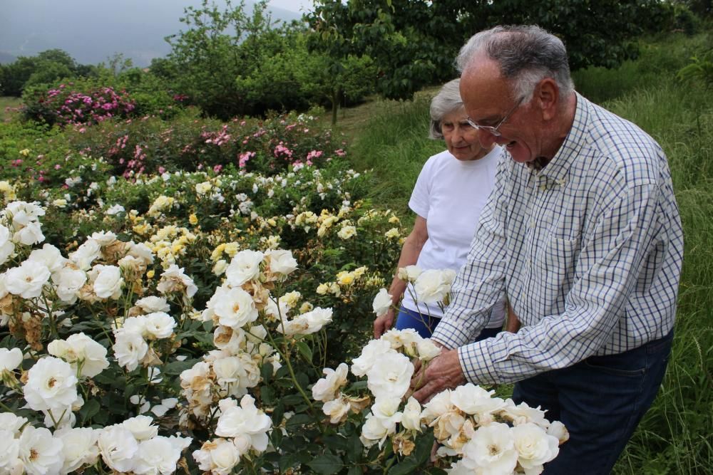 Las rosas se adelantan al Corpus en Castropol