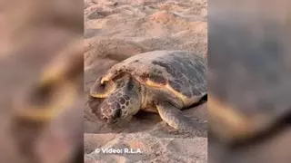 La playa de Levante de Benidorm se llena de tortugas recién nacidas