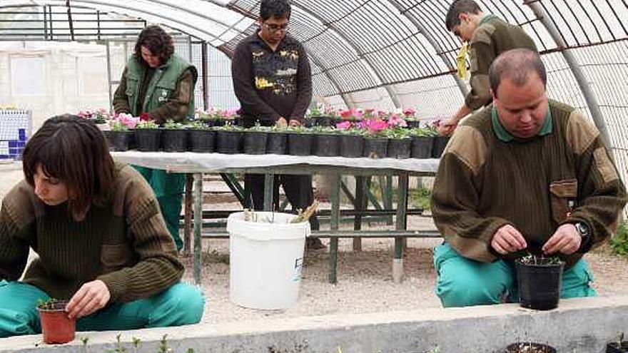 Los jóvenes prestan cuidados a las plantas.