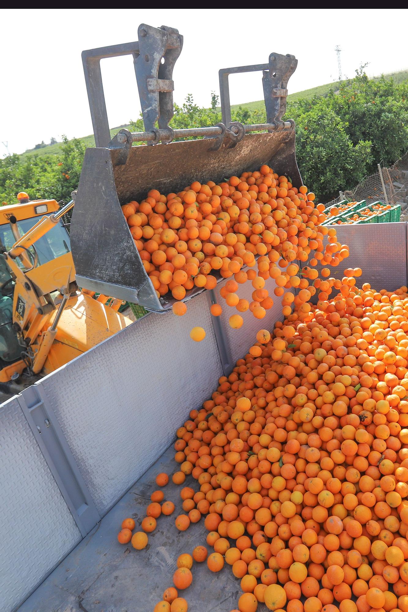 Cinco toneladas de naranjas sin salida se regalarán en la concentración contra el recorte del Tajo-Segura