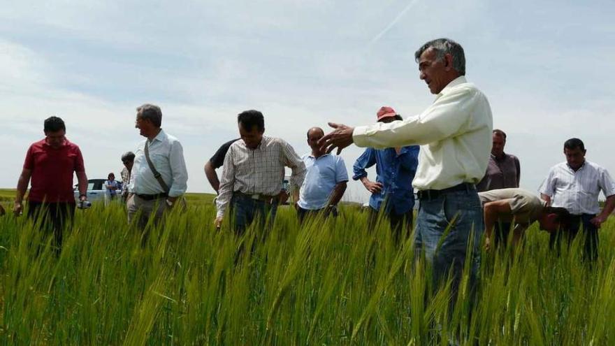 Agricultores zamoranos en una visita a un campo de cereales en 2009.