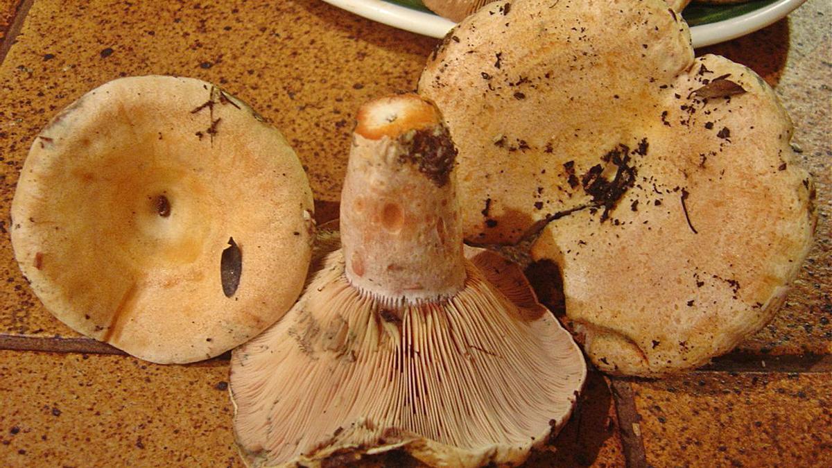 Los ‘esclatasangs’ son una de las setas más apreciadas de la gastronomía balear de otoño.