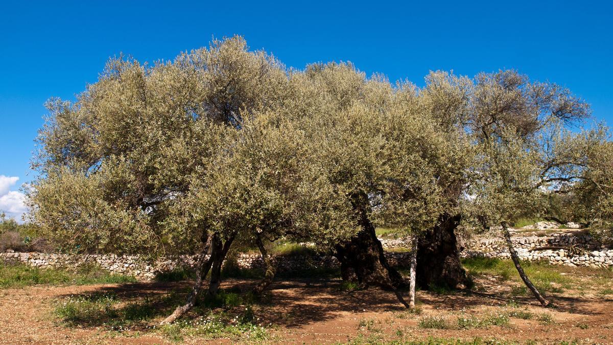 Archivo - Olivar tradicional