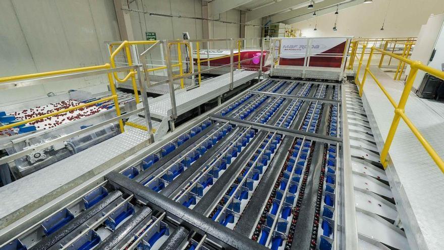  Roda refuerza con la IA su tecnológica para afinar el control de calidad en postcosecha
