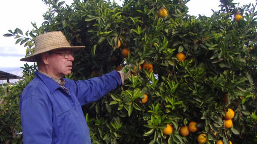 Un agricultor del Valle del Guadalhorce recoge las naranjas de su huerto para la actual campaña.