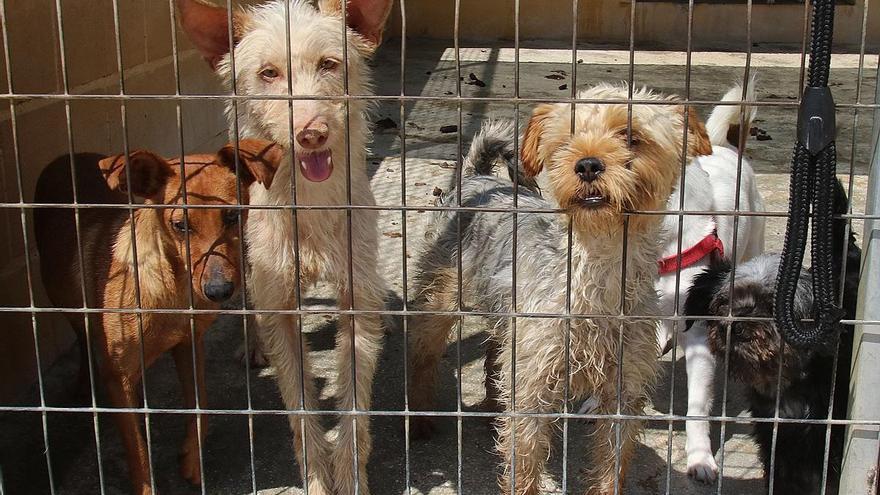 Entran 437 perros en la Protectora de Animales