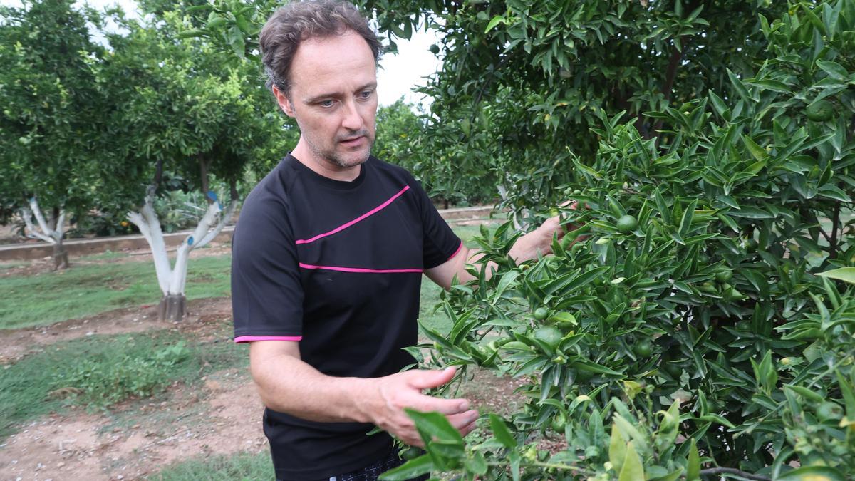 La plaga del ‘cotonet’ causa estragos en los campos de cítricos de Castellón. En la imagen, fruta afectada en una finca en el término de Almassora.