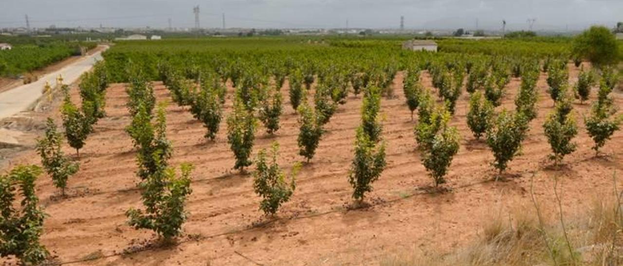 El caqui gana otras 2.500 hectáreas de cultivo a los cítricos en un año en la comarca