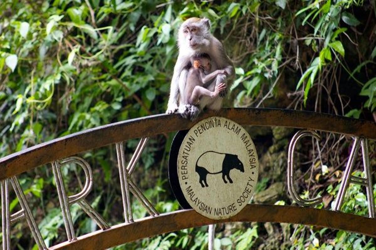 Los monos se dejan ver en las manchas selváticas que conserva la ciudad.