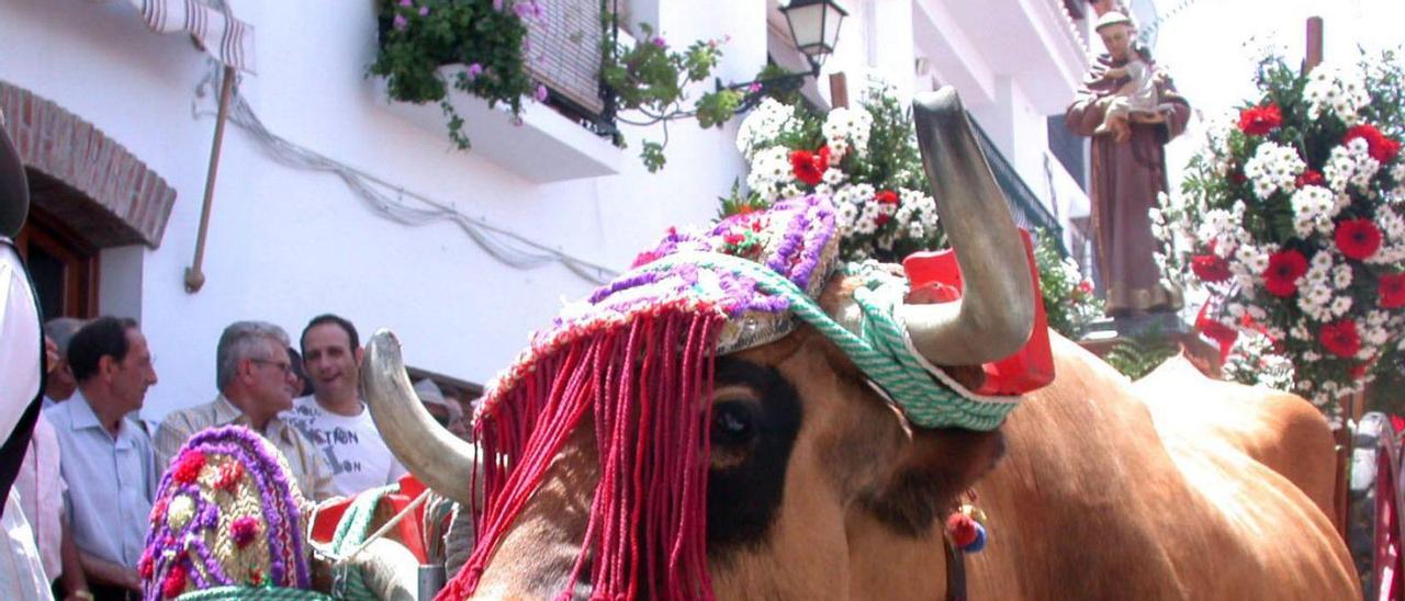 Imagen de la romería en honor a San Antonio, en el casco histórico de Frigiliana. | F. EXTREMERA