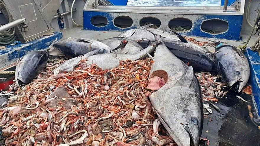 Descartes Atunes muertos recogidos del fondo | STOP FALSAS RESERVAS MARINAS