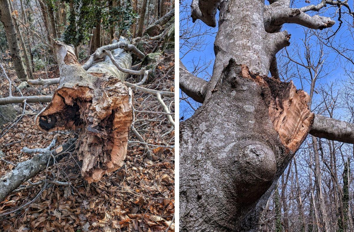 L'estat de deteriorament de l'arbre despres de la caiguda de dos branques.