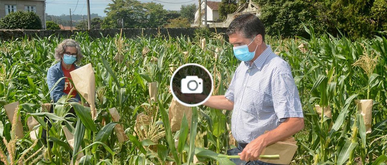Los investigadores Pedro Revilla y Ana Burtrón, de Misión Biológica de Galicia, en la finca experimental de maíz