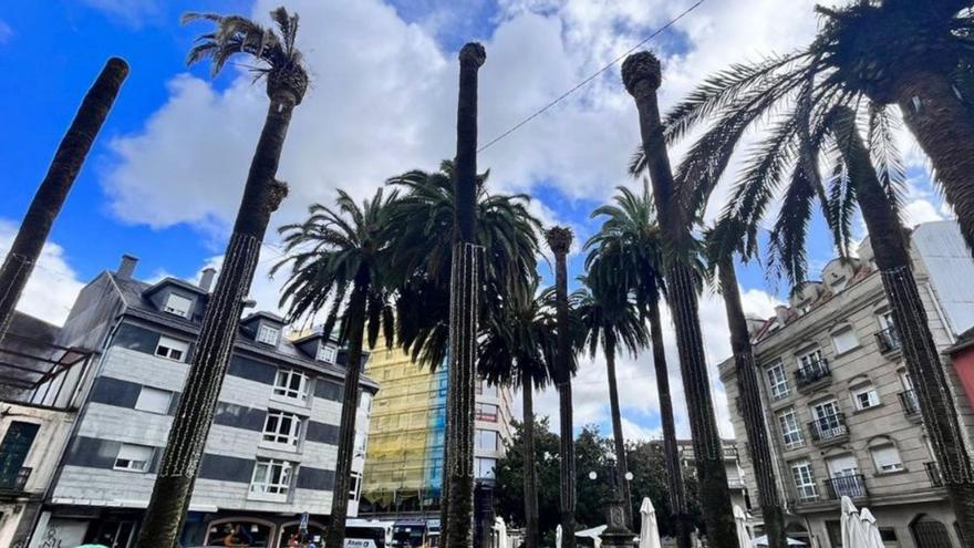 Caldas inicia la tala de palmeras afectadas por el picudo junto a la iglesia de San Tomé