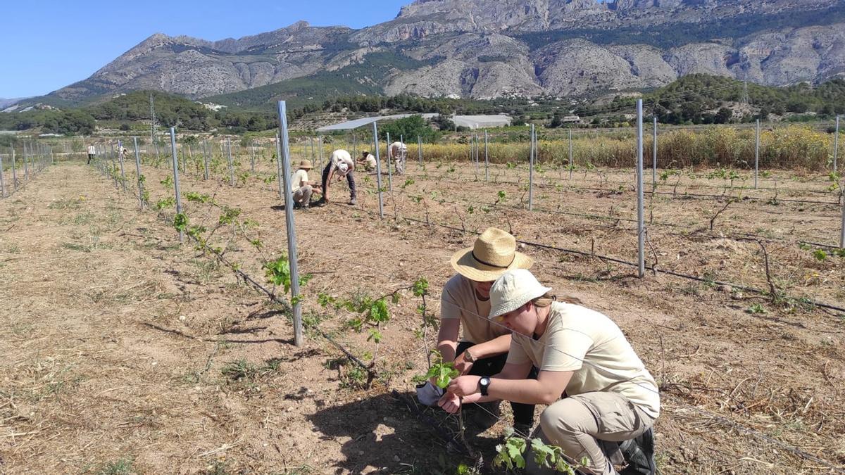 Alumnos del IES Bellaguarda de Altea plantando las microviñas en el Moli dels Moros.