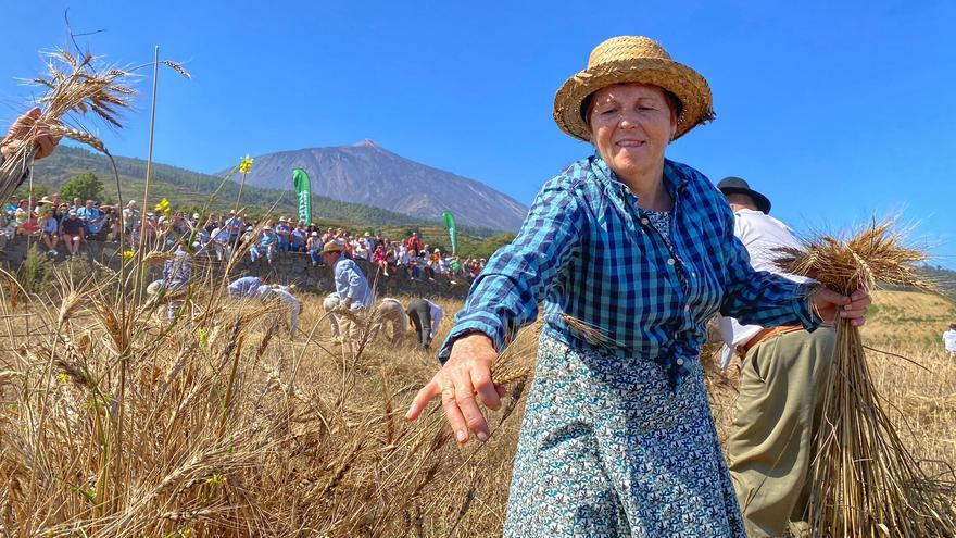 La siega tradicional vuelve a las medianías de oro de Los Realejos