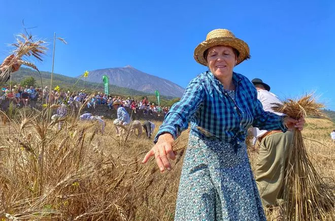 La siega tradicional vuelve a las medianías de oro de Los Realejos